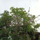 산딸나무(체로키썬셋 꽃산딸.미산딸),특수목조경산딸나무 이미지