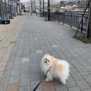 반짝일개 | [공지] 광주 북구 각화동 애견미용 &#39;반짝일개&#39; 알로페시아 포메 미용하게 된 과정