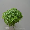 바질트리