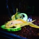 안시농장 이미지