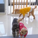 살롱드, 왈 이미지