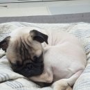 순도리네애견 | [순도리네애견샵] 울산 달동 애견미용 / 딱지 미용했어요❤