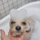 그룸 앤 먼치 | 위례 그룸앤먼치 미용 후기 (말티푸 미용, 목욕, 스파, 클리핑, 스포팅 1년 반 이상 이용 중인 후기)