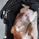 글램독 경주 B동 이미지