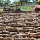 천마농장 이미지