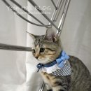 바느질하는고양이 해피데이 블루 스카프 고양이 인식표 후기