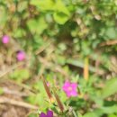 감자꽃 | 부산 걷기명상 28회 후기 – 돼지감자꽃과 함께한 꽃명상 체험