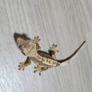 비그로브 비 | 여주 파충류샵의 신세계! '그로브비' 냄새 없는 쾌적함 속 2개월 아기 크레스티드 게코 분양 후기