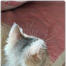 펫365 강아지분양 고양이분양 전주본점 이미지