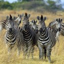 세렝게티 국립공원 Tanzania Serengeti National Park 이미지