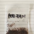 연분홍 끈끈이대나물 이미지