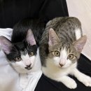 굿모닝24시동물병원 이미지