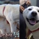 흰둥이 이미지