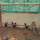 논산시 벌곡면 신양리 전원주택 매매(면적 1,388㎡, 매 2억5천) 이미지