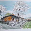 김천의 노거수를 찾아~ 이미지