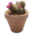 아빠의 정원 이미지