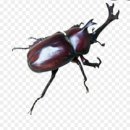 장수하늘소 이미지