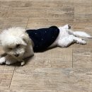 미니퍼피 이미지