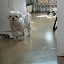 이윤권한방동물병원 | [공지] 인천 숲피부치과종양한방동물병원 강아지 피부병 치료 후기 내돈내산