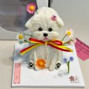 나의 강아지에게 | 대구 강아지수제간식 전문점 댕수무강 강아지 케이크 주문제작 후기