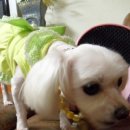 까꿍이 하우스 네이버블로그