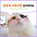 설렘고양이카페 이미지