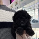 퍼피플라워 이미지