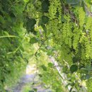 지와이팜 이미지