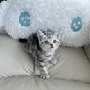 수원고양이분양 도레미캣 이미지