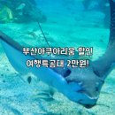 부산아쿠아리움 할인 여행특공대 티켓으로 씨라이프부산아쿠아리움 다녀온 후기
