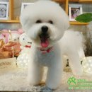 몽쉘 그루밍 이미지