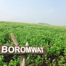 보롬제주 이미지