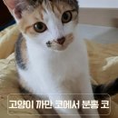 까만코 이미지