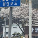 경주풀빌라 스테이태평 real 고객 후기. 경주숙소 리뷰 열여덟번째 그리고 경주벚꽃실시간