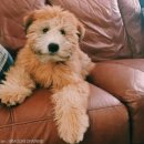 웨그(Wag) 이미지