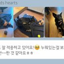 웰컴독 이미지