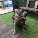 까네지노 이미지