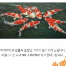코이(Koi)