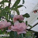 알케미스트 이미지