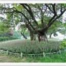 성주 경산리 성밖숲 이미지