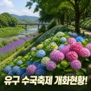 영정리 유구천 제방(2) | 2026 공주 유구 수국축제ㅣ6월26일~28일