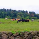 종은목장 이미지