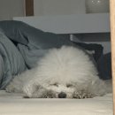 놀러오개 불로점 이미지