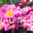 모란파크 이미지