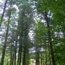 NR-31[새마을로]-상-372 | 늦여름 산사 나들이, 문경 운달산 김룡사 (운달계곡)