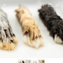 디저트댕 이미지