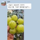 용인 과일바구니 과일로만든꿀봄 효도선물 후기