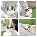 모델독켄넬 이미지