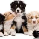 도그아로마 이미지