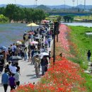 황룡강 꽃길 이미지